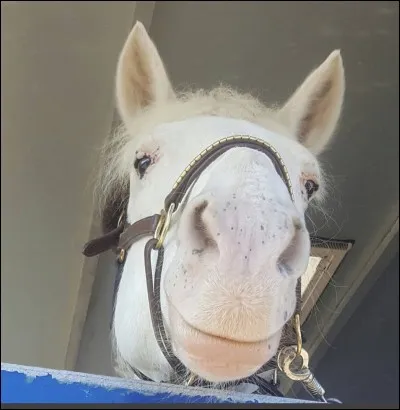 Que veut dire la robe chez les chevaux ?