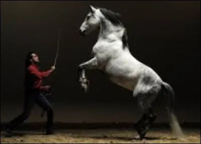Qui dresse les chevaux ?