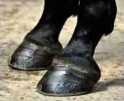 Comment s'appelle "l'ongle" d'un cheval ?