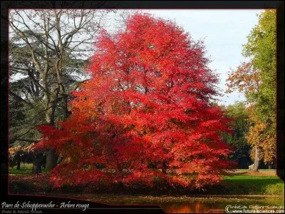 Celui-là revêt une belle couleur d'automne :