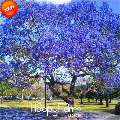 Cet arbre est d'une couleur rare !