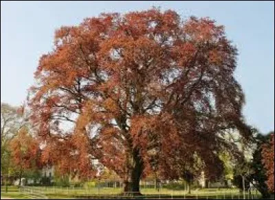 De quelle couleur est cet arbre ?