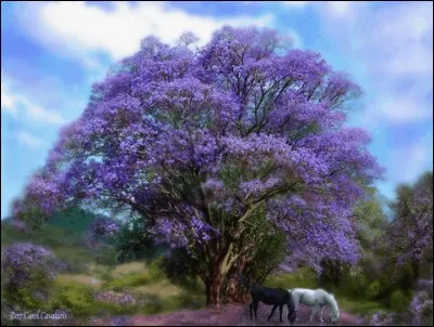 De quelle couleur est celui-là ?