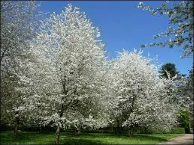 Celui-ci a les couleurs du printemps !