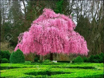 Magnifique couleur pour cet arbre !