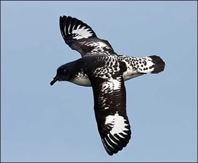 Quel est le point commun avec un échiquier, un tissu quadrillé et cet oiseau ?