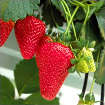 Quel est le nom de cette variété de fraise ?