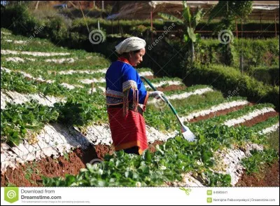 Vers quel siècle est-elle cultivée pour la première fois en Europe ?