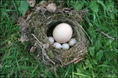 Quelle liste contient un intrus ?