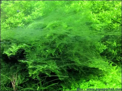 Q'étudie la palynologie?