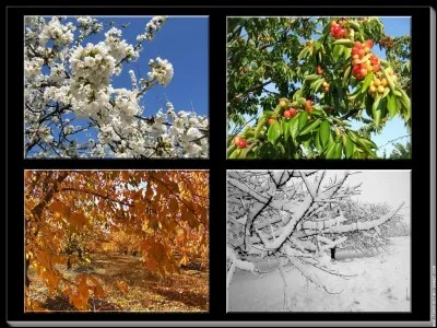 Quelle saison préfères-tu ?