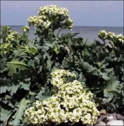 Mesnil-Val est l'une des dernières stations de la côte où l'on peut encore voir et observer le fameux chou "Cambré Maritime" dont la cueillette est interdite. Quelle est la spécificité de ce chou ?