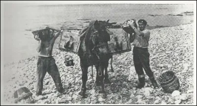 Parmi les métiers que l'on trouvait à Criel-sur-Mer et aux environs, celui de la collecte des galets fait partie du patrimoine. Comment étaient appelés, jadis, les ramasseurs de galets ?