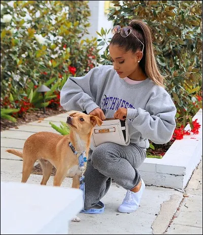 Combien possède-t-elle de chiens fin novembre 2017 ?