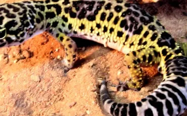 Quiz Reptiles