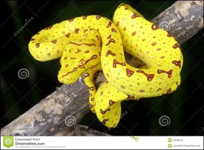 Quel est le nom de cette espèce ?