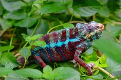 Quel est le nom de cette espèce ?