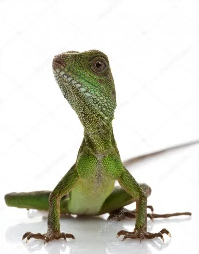 Quel est le nom de cette espèce ?