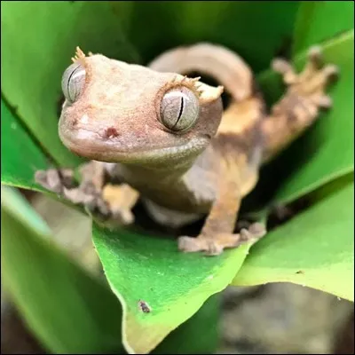 Quel est le nom de cette espèce ?