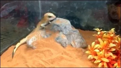 Son super pouvoir est :