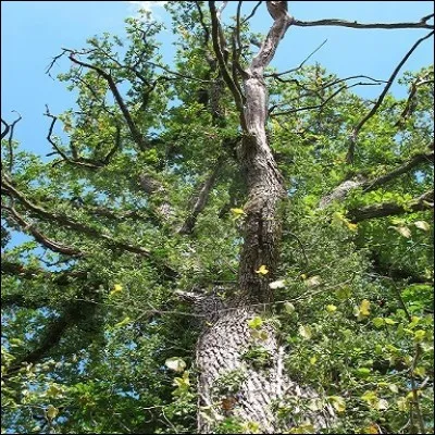 Le lierre, silencieusement, a tué l'arbre. Son vigoureux feuillage [...] [...] au soleil.