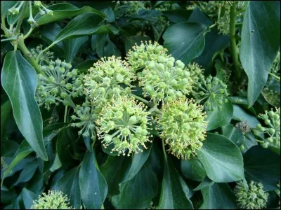 De quelle façon grimpe-t-il aux vieux murs qu'il envahit et recouvre ?