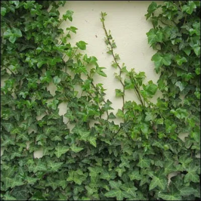 Tout d'abord, il a la peau fine et brillante, lisse comme celle d'un sympathique [...] se déplaçant telle une [...].