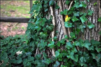 Bientôt, il grossirat et tournerat autour de son support. Sa ressemblance avec un reptile ce fait flagrante.