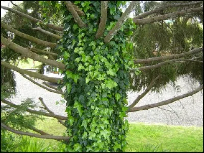 Du frôlement tendre du [...] il passe à l'étreinte féroce de l'[...].