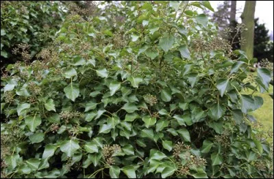 La force de ce végétal rempant est audacieuse et l'enlassement qu'il impose est sans merci.