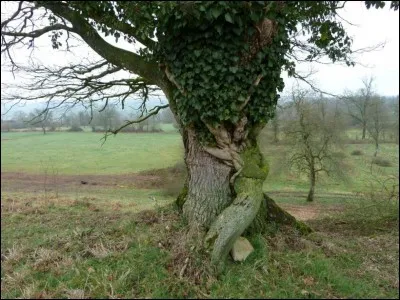 Sur le vieux chêne, il lêche les racines, se coule dans les rainûres de l'écorce et resserre ses noeuds pour monter à l'assault de toutes les branches.