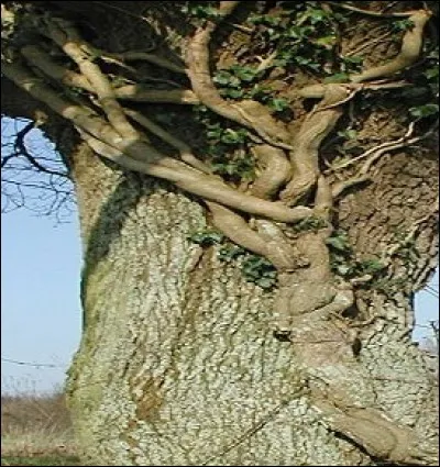Comment étrangle-t-il l'arbre ?