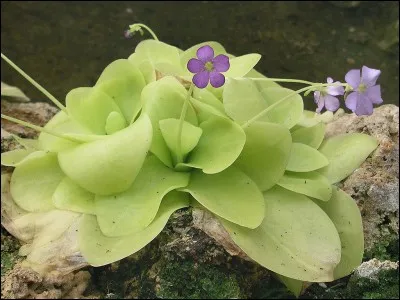 On trouve des plantes carnivores en Irlande !