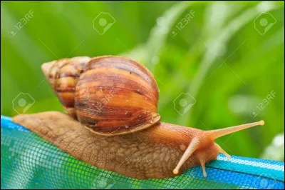 L'escargot terrestre peut être carnivore !