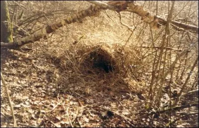 Comment s'appelle le nid sommaire, une excavation plus ou moins aménagée dans la végétation basse, dans lequel la femelle met bas ?