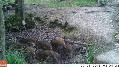 Quel est le nom de la tanière faite sommairement de feuilles, d'herbes et de brindilles ?
