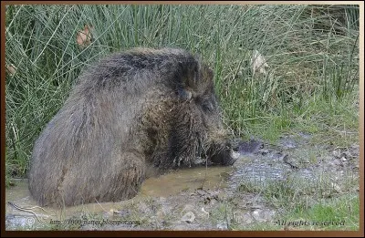 Comme s'appelle le trou d'eau dans lequel les sangliers s'enduisent de boue contre les parasites et se rafraîchissent ?