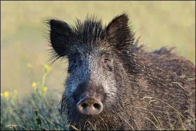 Les oreilles triangulaires sont toujours dressées. Quel nom leur donne-t-on ?