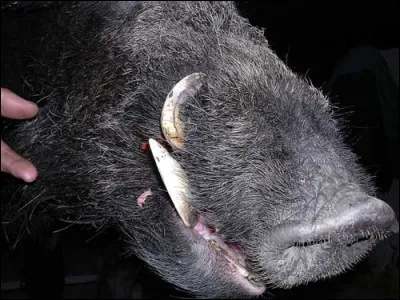 Comment se nomment les grandes dents se recourbant vers le haut de la mâchoire supérieure ?