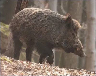 Comment s'appelle la partie supérieure du groin avec laquelle le sanglier fouit la terre ?