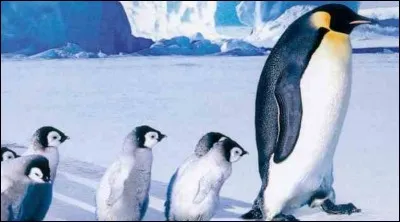 "La marche de l'empereur" superbe documentaire de Luc Jacquet sort en 2005. Il devient le film français le plus rentable aux Etats-Unis.