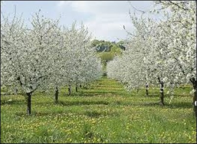 Un verger de cerisiers s'appelle une ceriseraie.