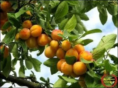 La mirabelle est le fruit emblématique de la Lorraine.