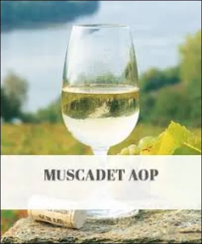 Le muscadet est un vin blanc des vignobles charentais.