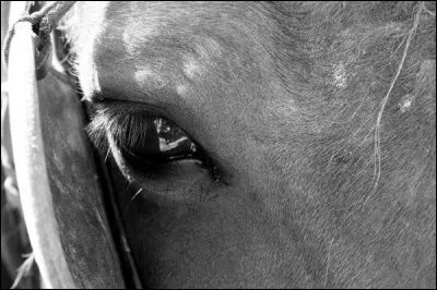 Le cheval est-il un herbivore ?