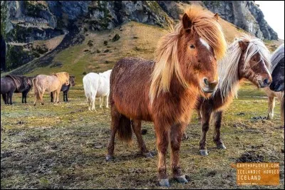 Quelle est l'allure des poneys islandais ?