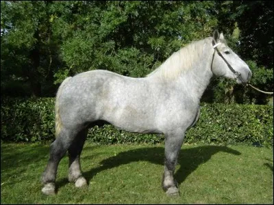 Quelle race de trait est blanche et grise ?