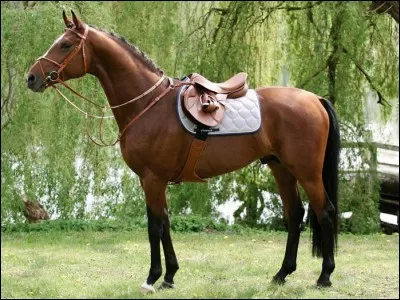 Le troussequin est sur ...