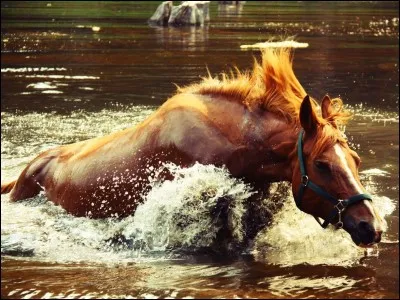 Les chevaux peuvent tourner leurs oreilles à ...