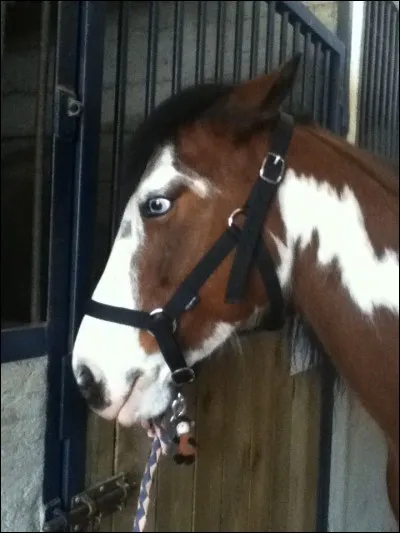 Quand un cheval plaque ses oreilles, ça veut dire qu'il ...